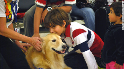 airport-miami-dog.jpg