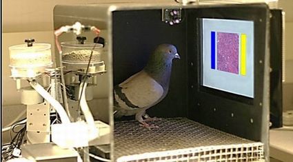 pigeon-detect-breast-cancer.jpg